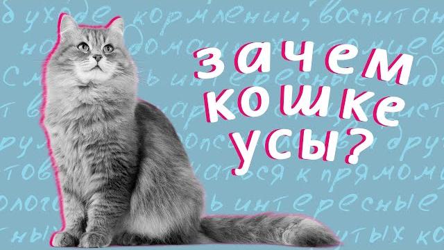 Зачем кошке усы? Зачем кошке усы?