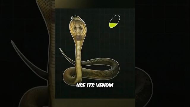 Snake Stone or Cobra Stone EXPLAINED Snake Stone or Cobra Stone EXPLAINED