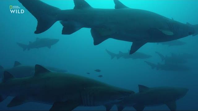За что самка обыкновенной песчаной акулы (Carcharias taurus) съела самца в океанариуме Сеула ? За что самка обыкновенной песчаной акулы (Carcharias taurus) съела самца в океанариуме Сеула ?