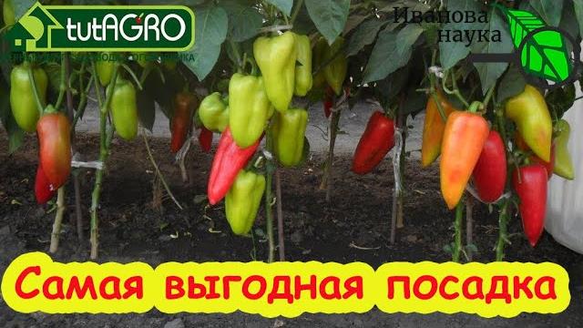 ПЕРЦЫ ЛЮБЯТ ТЕСНОТУ? Самая выгодная посадка перца в теплице и в открытом грунте. Размещайте перец. ПЕРЦЫ ЛЮБЯТ ТЕСНОТУ? Самая выгодная посадка перца в теплице и в открытом грунте. Размещайте перец.
