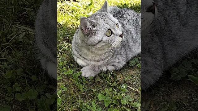 Баловать нужно каждый день #cat #видосыоткота #юмор #веселыекоты #кот #прикол #приколы #рж#смех Баловать нужно каждый день #cat #видосыоткота #юмор #веселыекоты #кот #прикол #приколы #рж#смех