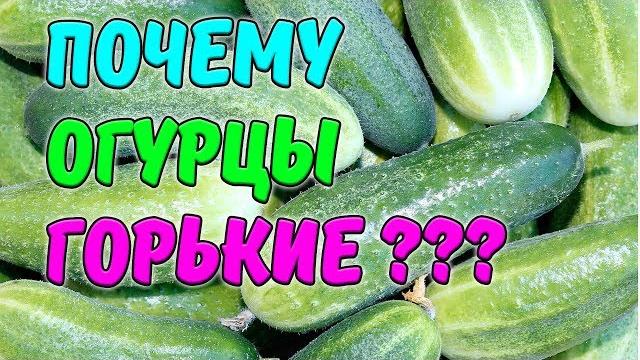 ПОЧЕМУ ОГУРЦЫ ГОРЬКИЕ? ПОЧЕМУ ОГУРЦЫ ГОРЬКИЕ?