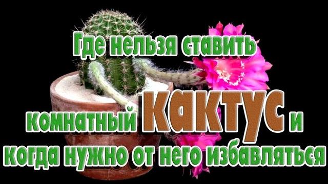 Где нельзя ставить комнатный кактус и когда нужно от него избавляться Кактус в квартире? Где нельзя ставить комнатный кактус и когда нужно от него избавляться Кактус в квартире?
