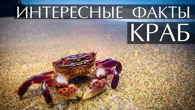 Интересные факты о Крабах Интересные факты о Крабах