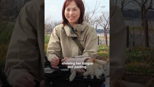 IN A MINUTE: ‘Doge’ meme dog dies #shorts IN A MINUTE: ‘Doge’ meme dog dies #shorts