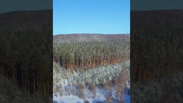 Природа России зимой в лесу Природа России зимой в лесу