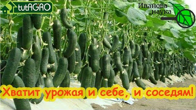ВСЕ ГОНЯЮТСЯ ЗА ЭТИМИ СОРТАМИ! Хватит и 3 огурчиков на 2 семьи! Посадите хотя бы по 1 растению. ВСЕ ГОНЯЮТСЯ ЗА ЭТИМИ СОРТАМИ! Хватит и 3 огурчиков на 2 семьи! Посадите хотя бы по 1 растению.