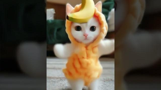 #catvideo котики #cute #cat #kittycatsong кошка танцует мотоцикл #cat #cutecat catdancer #catvideo котики #cute #cat #kittycatsong кошка танцует мотоцикл #cat #cutecat catdancer