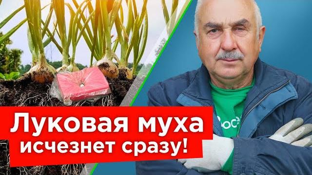 ИЗБАВЬТЕСЬ ОТ ЛУКОВОЙ И МОРКОВНОЙ МУХИ БЫСТРО И НАДОЛГО! Как защитить посадки доступными средствами ИЗБАВЬТЕСЬ ОТ ЛУКОВОЙ И МОРКОВНОЙ МУХИ БЫСТРО И НАДОЛГО! Как защитить посадки доступными средствами