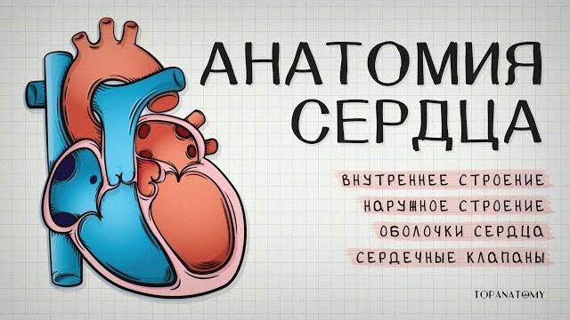 Анатомия сердца Анатомия сердца