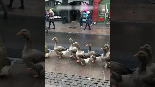 Funny Geese Lead Parade Through Streets of Denmark! Funny Geese Lead Parade Through Streets of Denmark!