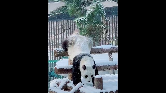 Cute funny panda twerking go follow them Cute funny panda twerking go follow them