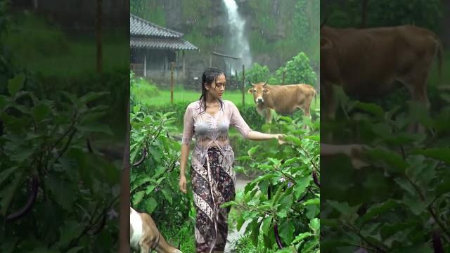 Rainy Day Farming | Brave Woman Picks Eggplants in a Beautiful Garden #rainsounds #sleepmusic Rainy Day Farming | Brave Woman Picks Eggplants in a Beautiful Garden #rainsounds #sleepmusic