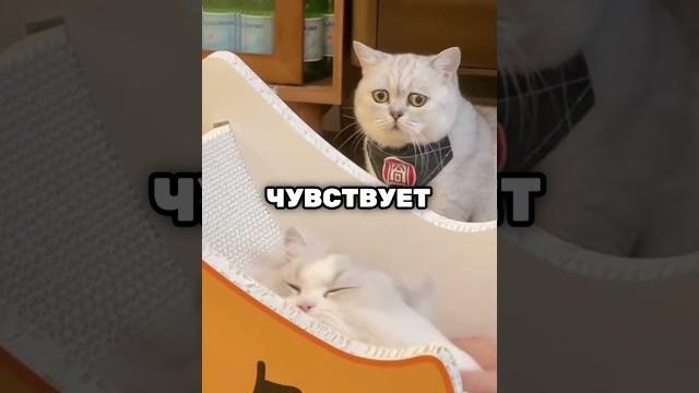 Этот кот был ИГНОРИРОВАН своим хозяином Этот кот был ИГНОРИРОВАН своим хозяином