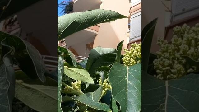 Махмутлар А Вы Видели Как Цветет Авокадо Махмутлар А Вы Видели Как Цветет Авокадо