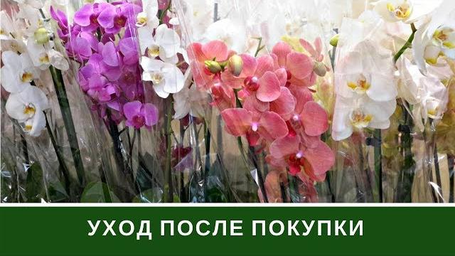 Уход За Орхидеей После Покупки Орхидея Фаленопсис Уход За Орхидеей После Покупки Орхидея Фаленопсис