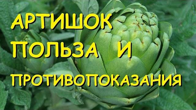 Артишок. Полезные свойства и противопоказания. Артишок. Полезные свойства и противопоказания.