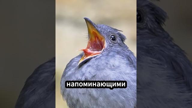 Самые страшные звуки птиц в мире #факты Самые страшные звуки птиц в мире #факты