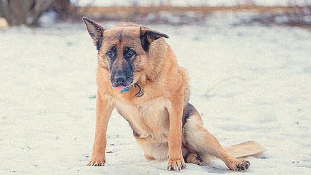 ПОПРОБУЙ НЕ ЗАПЛАКАТЬ Самая грустная песня про собак До слёз Песня которая трогает душу! ПОПРОБУЙ НЕ ЗАПЛАКАТЬ Самая грустная песня про собак До слёз Песня которая трогает душу!