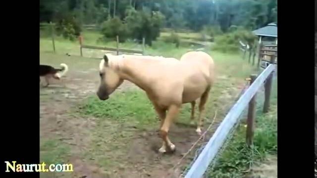 Самые смешные лошади Видео 2014 Самые смешные лошади Видео 2014