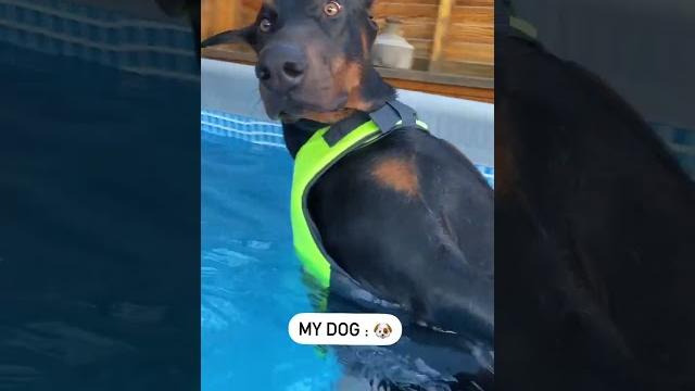 His face #shorts #dog #doberman #funny His face #shorts #dog #doberman #funny