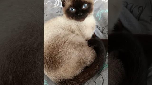 Самые смешные короткие видео с котами на Ютубе Самые смешные короткие видео с котами на Ютубе