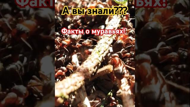 Топ 3 факта о муравьях! Топ 3 факта о муравьях!