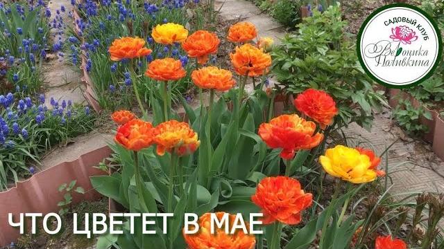 Что цветет в саду в мае Что цветет в саду в мае