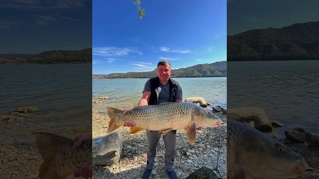Карп гигант на речке Эбро!/¡Carpas gigantes en el río Ebro!#fishing #рыбалка #карп #carpfishing Карп гигант на речке Эбро!/¡Carpas gigantes en el río Ebro!#fishing #рыбалка #карп #carpfishing