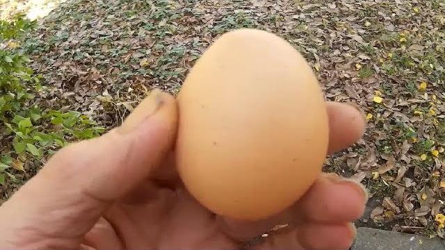Куры несушки Рейтинг крупные яйца Бизнес Куры несушки Рейтинг крупные яйца Бизнес