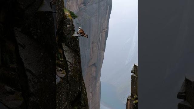 Nature’s Daredevil: Mountain Goat Leaps Across a Canyon with Perfect Precision /Peak Jumper Nature’s Daredevil: Mountain Goat Leaps Across a Canyon with Perfect Precision /Peak Jumper