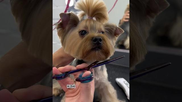 Йорка в колтунах #dog #grooming Йорка в колтунах #dog #grooming