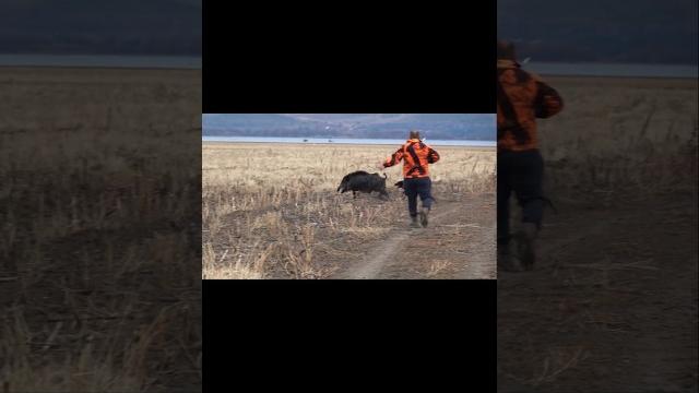 никакой охоты на свиней, моя скорость случилась, pigg yt studio, короткое видео, свинья никакой охоты на свиней, моя скорость случилась, pigg yt studio, короткое видео, свинья
