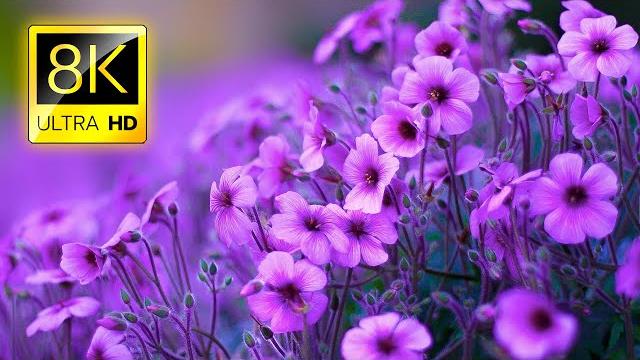 The Most Beautiful Flowers Collection 8K ULTRA HD / 8K TV The Most Beautiful Flowers Collection 8K ULTRA HD / 8K TV