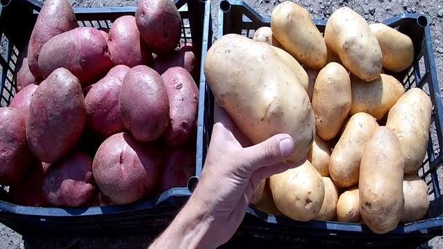 Секреты выращивания крупного картофеля от высадки до сбора урожая Ведро картофеля с куста Секреты выращивания крупного картофеля от высадки до сбора урожая Ведро картофеля с куста