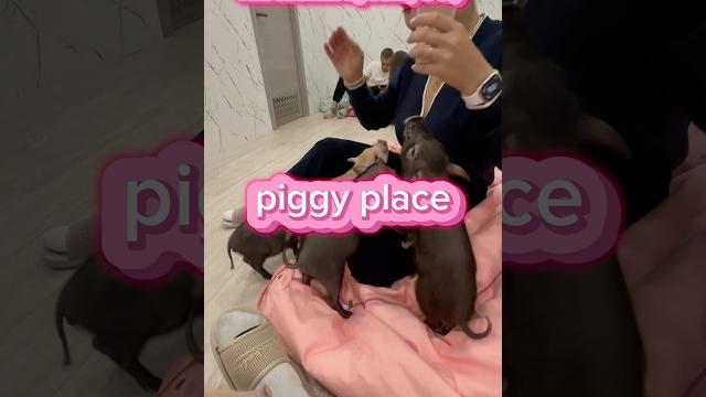 PIGGY PLACE/Антикафе со свинками. Что посетить в СПб? #кафеспб #чтопосетитьвспб #санктпетербург PIGGY PLACE/Антикафе со свинками. Что посетить в СПб? #кафеспб #чтопосетитьвспб #санктпетербург