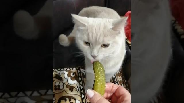 Кошка и огурец Кошка и огурец