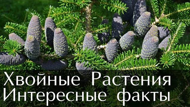 Интересные факты о Хвойных Растениях Интересные факты о Хвойных Растениях