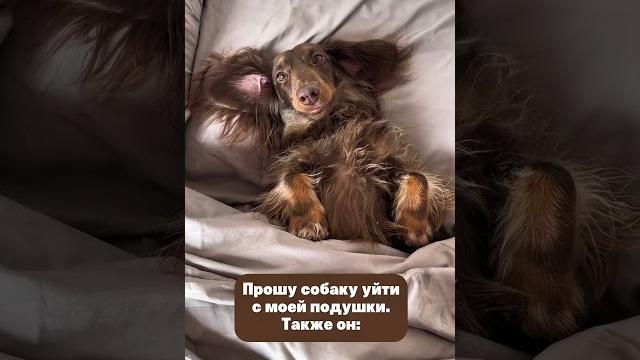 #собака #такса #dog #юмор #штука #смешно #собака #такса #dog #юмор #штука #смешно