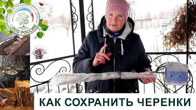 Как сохранить черенки до весны. Как сохранить черенки до весны.