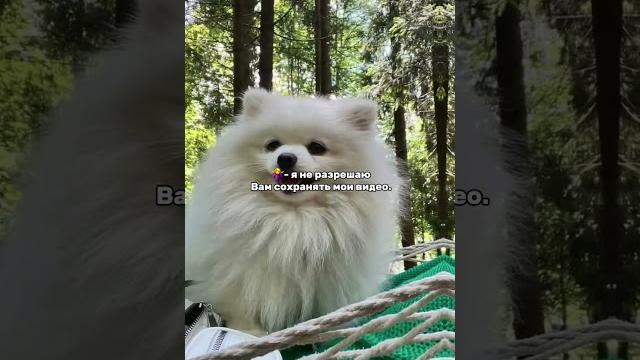 #я не разрешаю вам сохранять мои видео #дуэт #хаус #собаки #любовь #животные #топ #популярное #pets #я не разрешаю вам сохранять мои видео #дуэт #хаус #собаки #любовь #животные #топ #популярное #pets