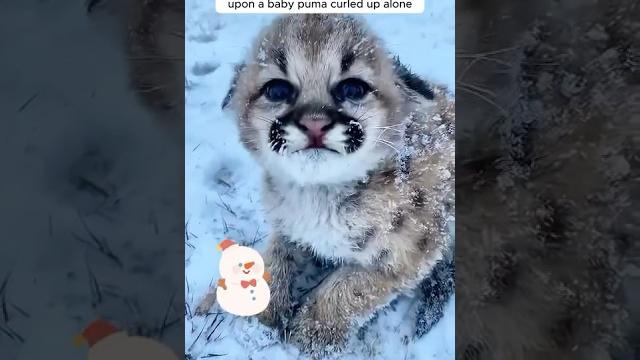A family found a baby puma shivering in the snow and took it home #puma #babyanimal #wildanimals A family found a baby puma shivering in the snow and took it home #puma #babyanimal #wildanimals