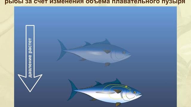 Схема изменения глубин погружения и положения тела рыбы за счет изменения плавательного пузыря Схема изменения глубин погружения и положения тела рыбы за счет изменения плавательного пузыря