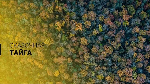 Невероятная природа Дальнего Востока. Тайга. Невероятная природа Дальнего Востока. Тайга.
