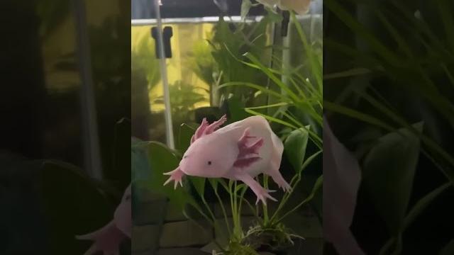 Axolotl! Funniest and cute animals video #shorts #Funnyanimals #Funnyvideos #trynottolaugh Axolotl! Funniest and cute animals video #shorts #Funnyanimals #Funnyvideos #trynottolaugh