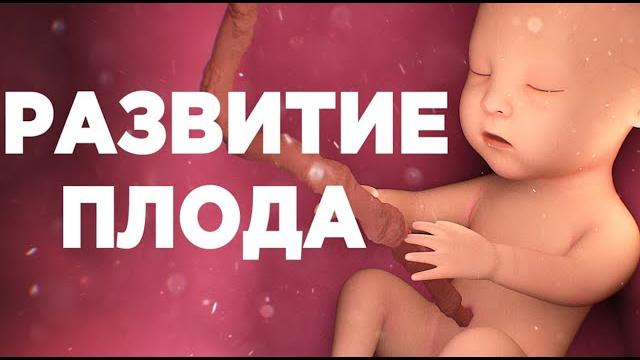 Развитие Плода по Неделям Беременности Развитие Плода по Неделям Беременности