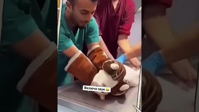 Ты больно за лапки держишь ️🩹 Ты больно за лапки держишь ️🩹