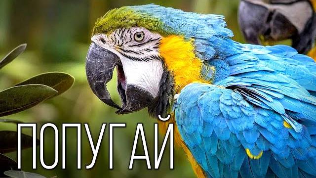 Попугай: Птица Говорун | Интересные факты про попугаев Попугай: Птица Говорун | Интересные факты про попугаев
