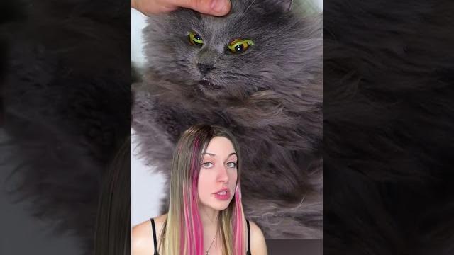 Самый необычный кот #обзор #обзоры #животные #кот #кошки #котята #юмор #щенята #щенки #собака #маша Самый необычный кот #обзор #обзоры #животные #кот #кошки #котята #юмор #щенята #щенки #собака #маша