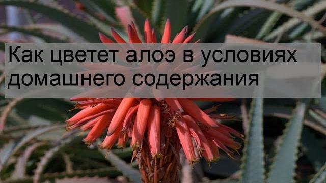 Как цветет алоэ в условиях домашнего содержания Как цветет алоэ в условиях домашнего содержания